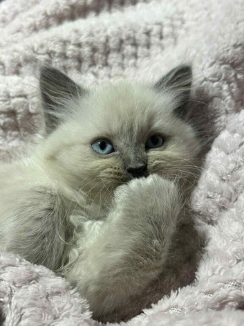 Boy