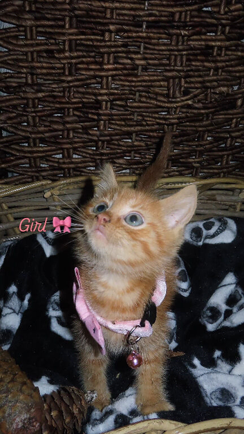 6 beautiful kittens looking for their forever homes