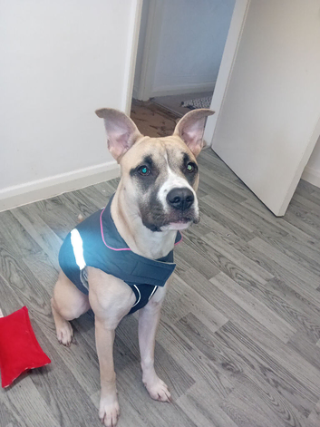 Bullpei