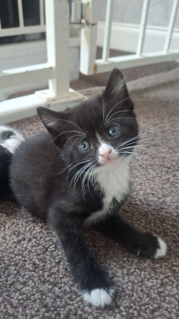 kittens
