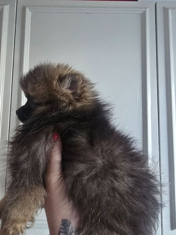 Female poms