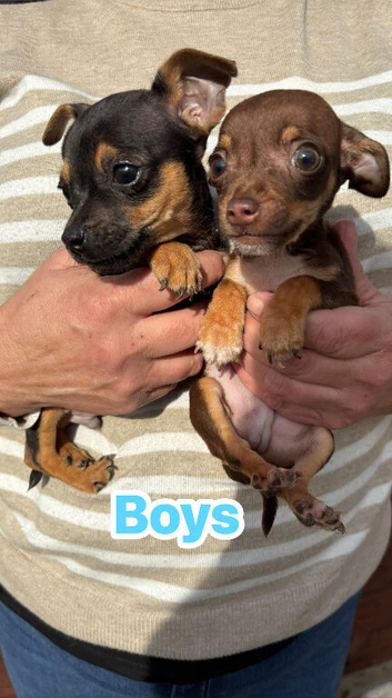 Jackawawa puppy&rsquo;s
