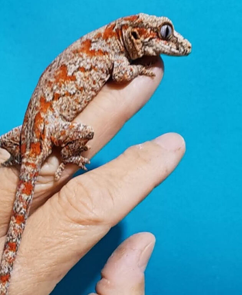 Gargoyles geckos