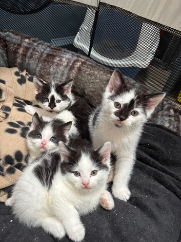 3 kittens for sale