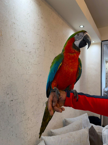 5 year old tame harlequin macaw