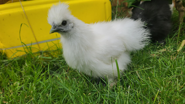Chicken