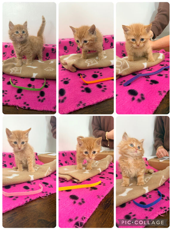 6 all ginger kittens for sale