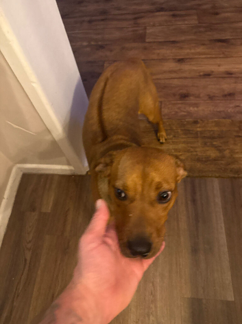 Need a forever home