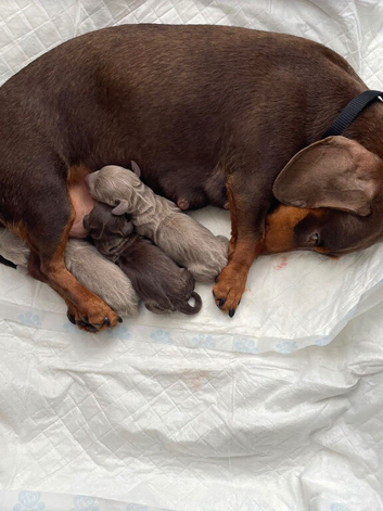 MINIATURE DACHSHUND PUPPIES FOR SALE
