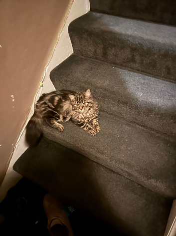 Kittens &pound;50