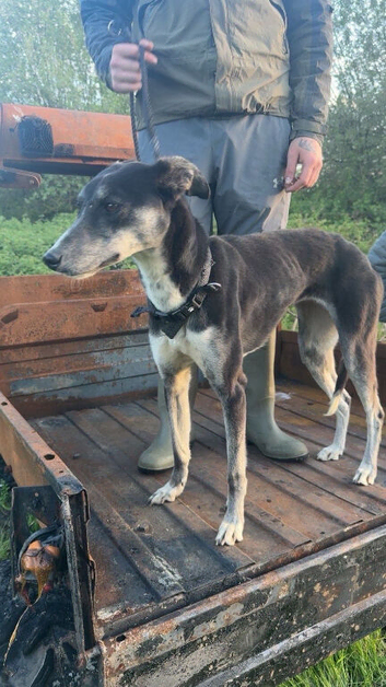 Saluki collie greyhound