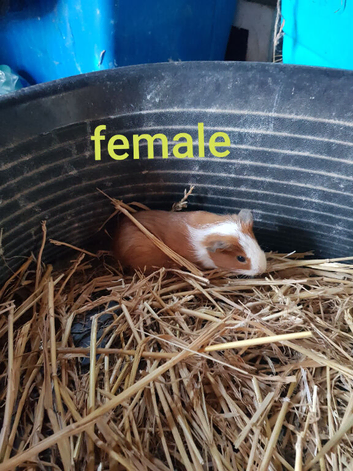 Baby Guinea pigs