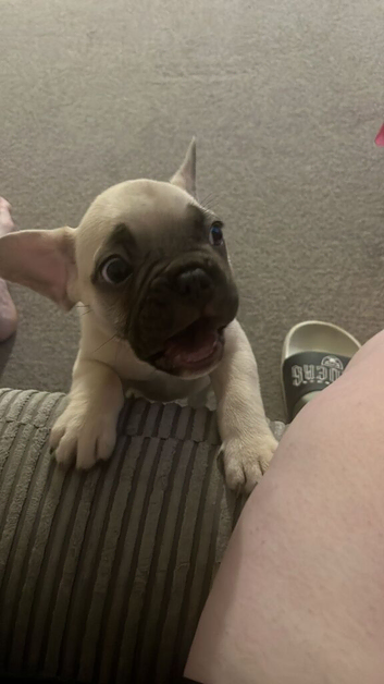 10 week old male Frenchbulldog