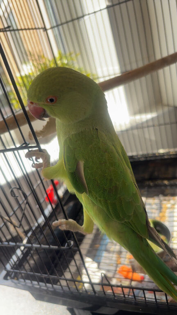 Young female Indian ringneck parakeet for sale