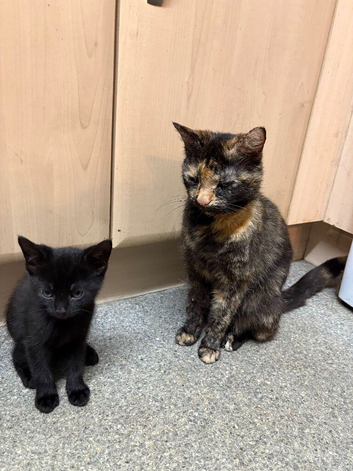 Kittens for sale