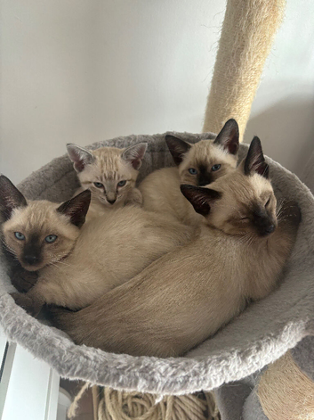 Social & Affectionate Siamese Kittens