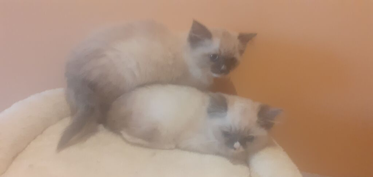Ragdoll kittens