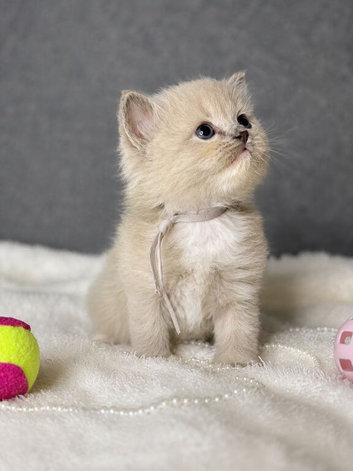 Beautiful blue point and mink ragdolls