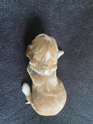 Cocker Spaniel Puppies