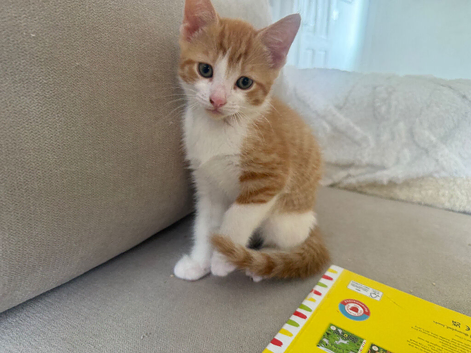3 ginger males ready for their new home