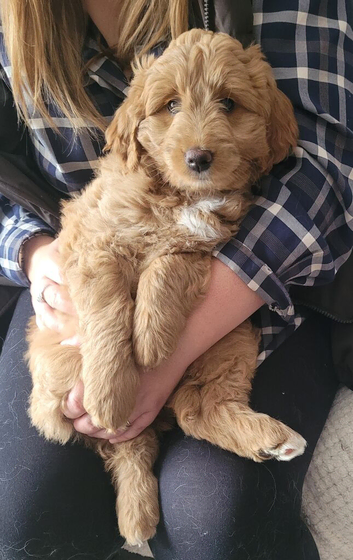 Goldendoodle girl F1, beautiful ready now