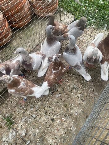 Bricoux racing pigeons