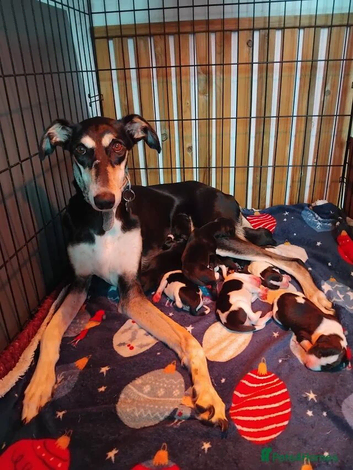 Whippet x Lurcher Puppies