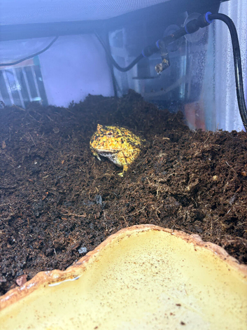 Year old  albino Pac-Man from