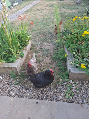5 hens for rehoming