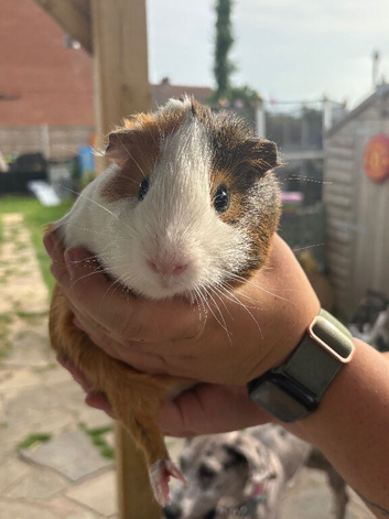 Guinea pigs looking for forever homes &pound;10