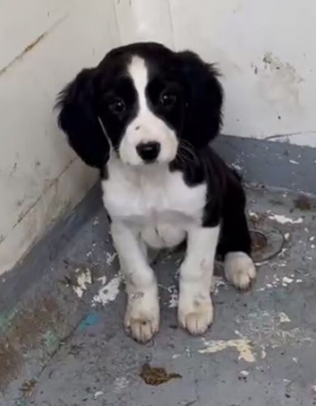 Spaniel puppies