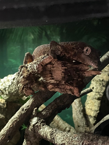 Mossy gecko and setup