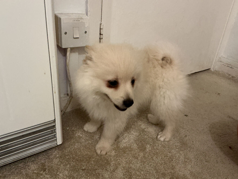 male baby Pomeranian