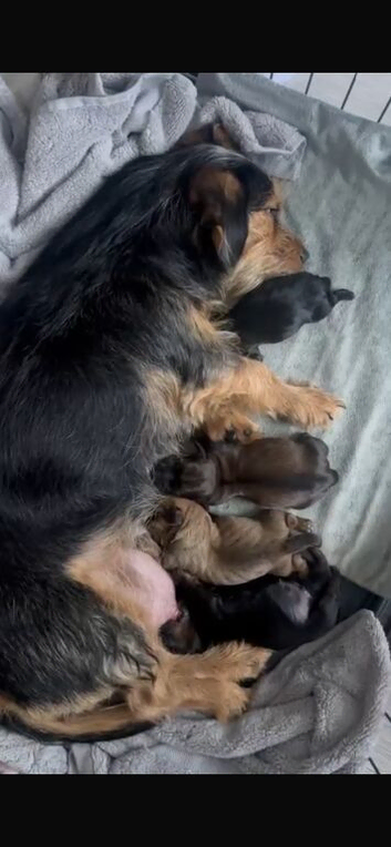 Schweenie puppies for sale
