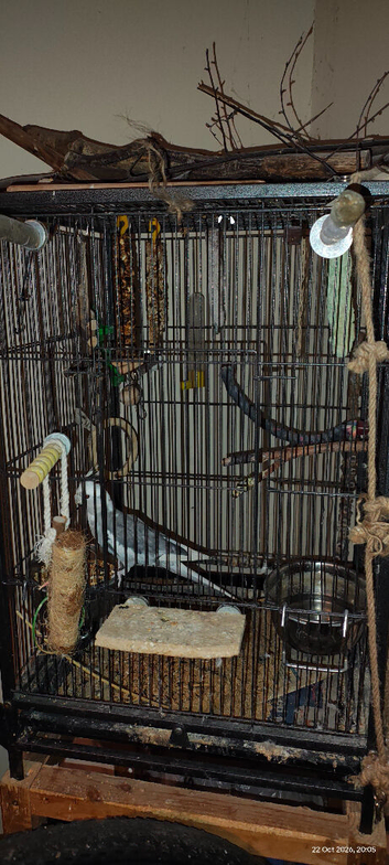 Coco