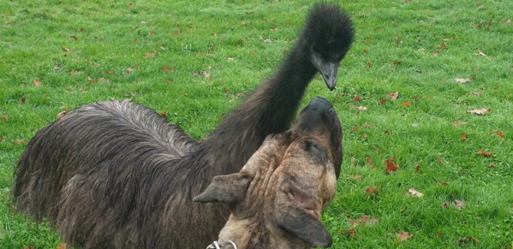 Young emus, born March 2025