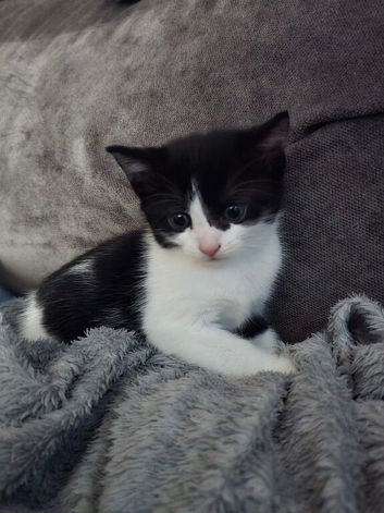 Kittens male and female