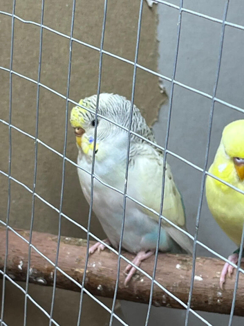 Budgies for sale