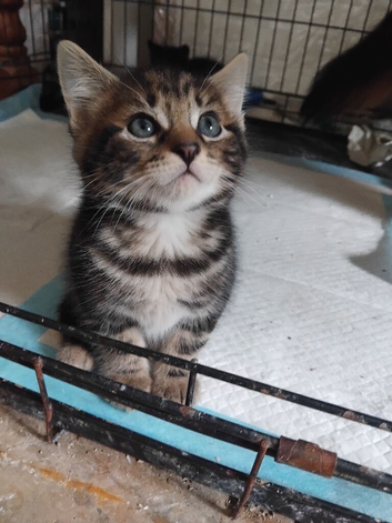 Adorable kittens ready soon