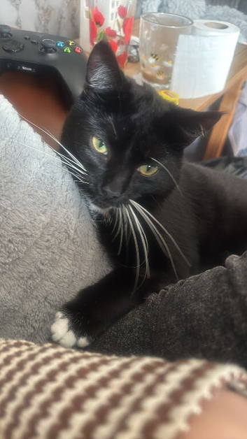 Male cat 2 years old