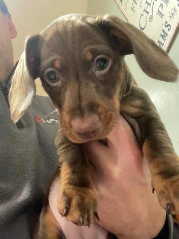 Female Mini Dachshund pups for sale soon