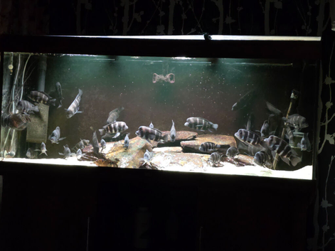 Frontosa Cichlids