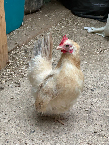 Serama silkie hens
