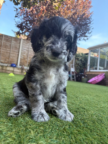 Stunning F2b Cockapoo puppies