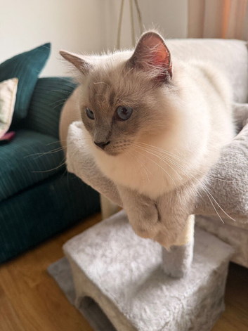 GCCF ACTIVE ragdoll male