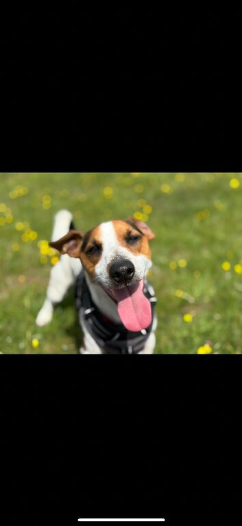 Beautiful boy jack russle!STUD!
