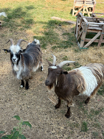 3 Pygmy Goats