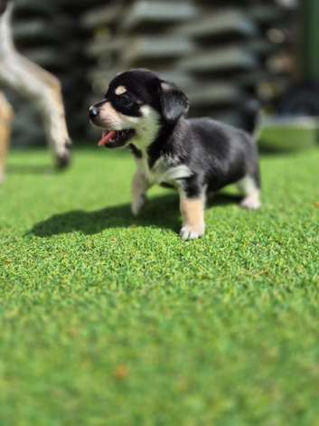 Chihuahua x jack