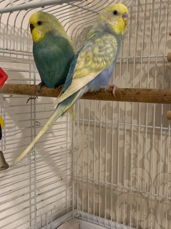 Pair of Rainbow budgies