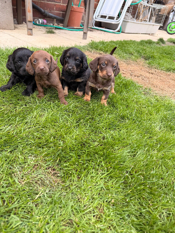 Doxipoo puppies